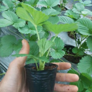 Combo 10 cây dâu tây chịu nhiệt, Strawberry ngó dâu dễ trồng nhanh cho trái, quả dâu to- Phù hợp khi hậu cả nước