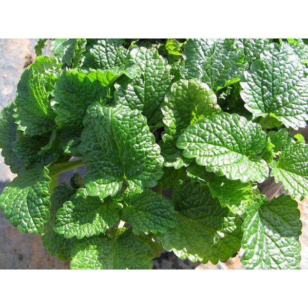 Hạt Giống Bạc Hà Chanh/Lemon Balm (120 Hạt) - Thơm hương chanh và xả, Giảm stress - MUA 3 TẶNG 1 CÙNG LOẠI