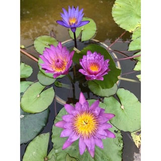 Cây Hoa Súng Thái (hoa nở quanh năm)