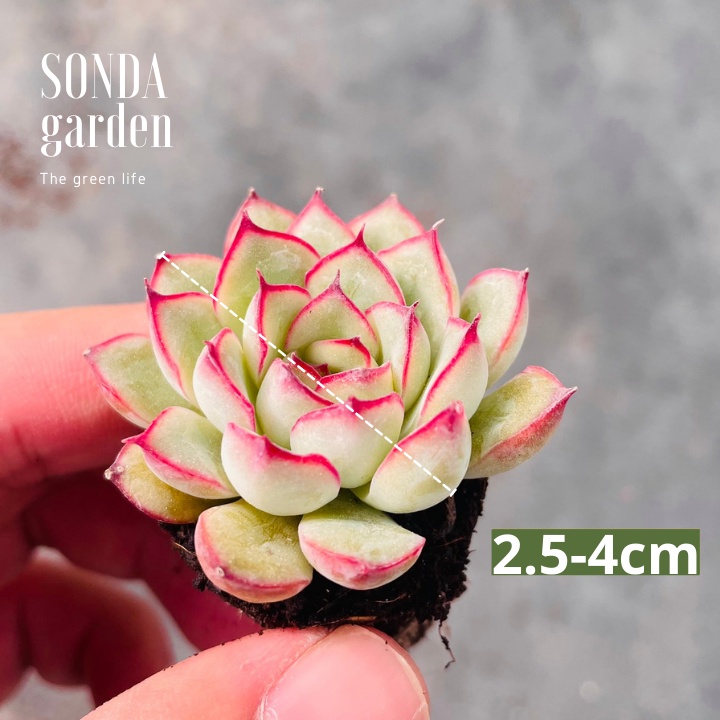 Sen đá viền hồng SONDA GARDEN size mini 2,5-4cm, xuất xứ Đà Lạt, khoẻ đẹp, lỗi 1 đổi 1