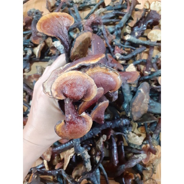 Nấm lim xanh rừng tự nhiên