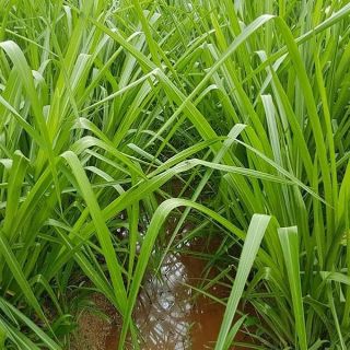 Cỏ Chịu Ngập Paspalum (Gói 200g)