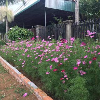 Hạt hoa sao nhái
