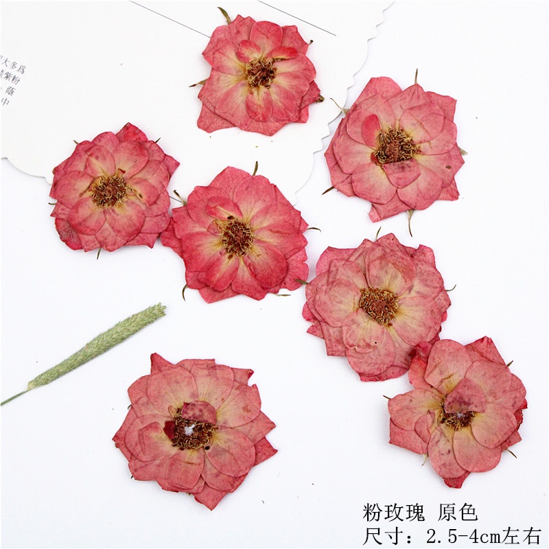 Bộ 8 Bông Hoa Hồng Dập Nổi Bằng Chất Liệu Herbarium Dùng Để Trang Trí DIY