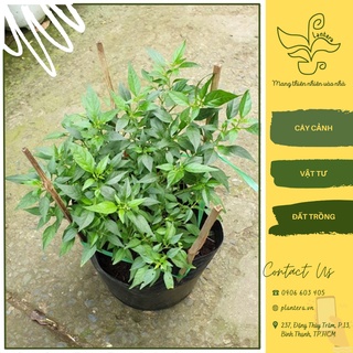 Cây giống ớt hiểm chậu lớn - cây cảnh - cây rau giống - cây gia vị
