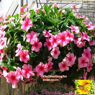 Gói 50 Hạt Giống Hoa Dừa Cạn Lùn RỦ Mix Màu (Vinca Mix)