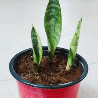 Combo 3 mầm lưỡi hổ