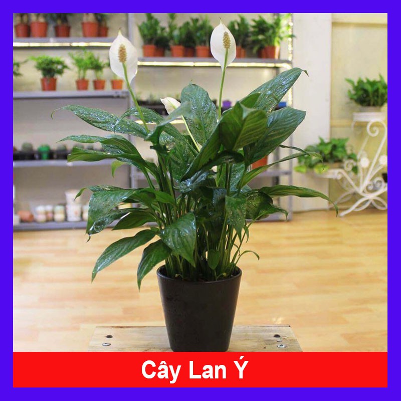 Cây lan ý - Cây cảnh mini + Tặng phân bón cho cây mau lớn