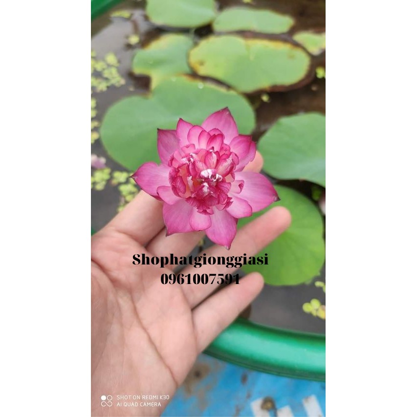 Bùn Khô Trồng Sen-Súng Mini Gói 500 Gram / Gói