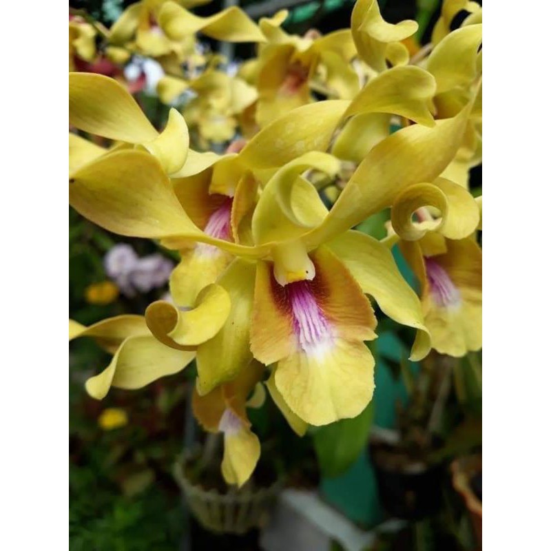 Hoa lan denro nắng bò vàng