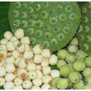 giao Hà Nội - 1kg hạt SEN TƯƠI HUẾ TỊNH TÂM 1 KG