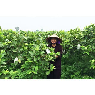 Trà Lá Ổi Khô Nguyên Chất (1kg)