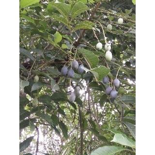 cây giống trám đen siêu quả