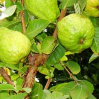 Cây ổi đài loan giống