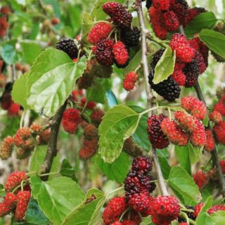 Dâu tằm sấy dẻo