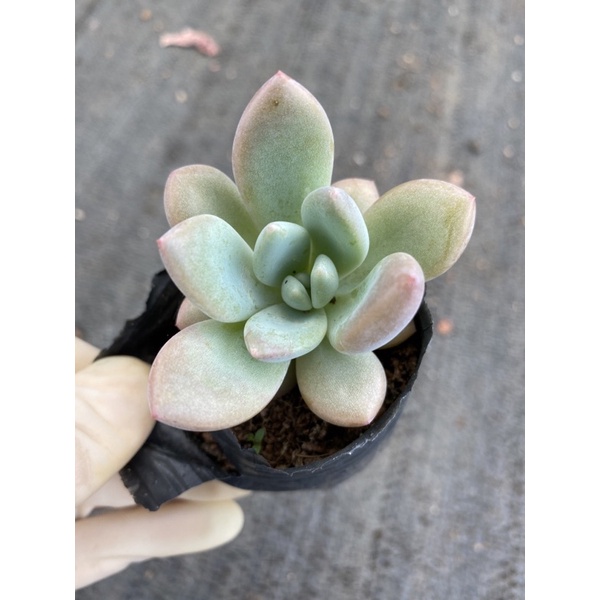 ⚡ [Ảnh thật] ❤ [FreeShip]