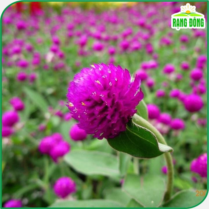 Hạt giống Hoa Cúc Bách Nhật Tím trồng quanh năm, hoa ra liên tục - Hạt giống Rạng Đông