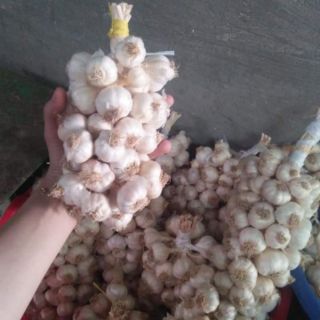 1kg tỏi Phan Rang