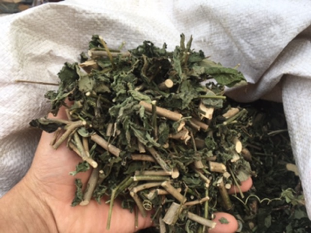1KG CÂY ĐUÔI CHUỘT HOÀ BÌNH