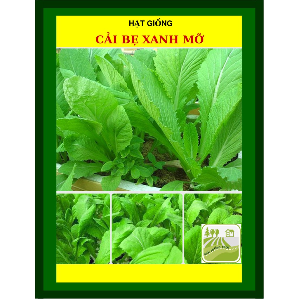50G - Hạt Giống Cải Bẹ Xanh Mỡ