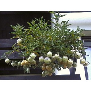 Hạt giống Dưa Pepino