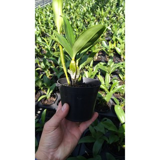 Lan Kiều Vuông Lộc Bắc