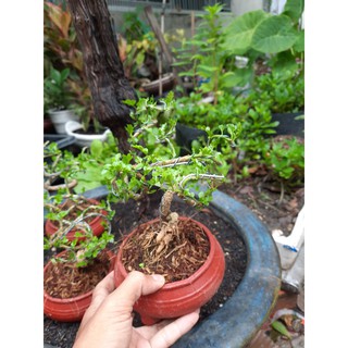 Cây Cần Thân Mini ( đã bao gồm chậu )