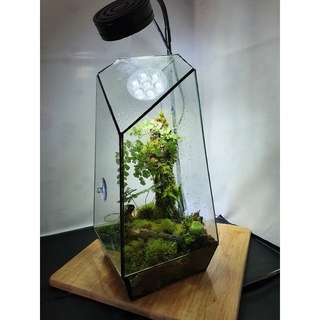 Tiểu Cảnh Bình thủy tinh terrarium  (tặng kèm hít kính )
