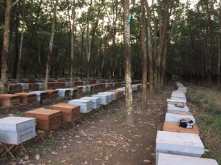 Mật ong nguyên chất 