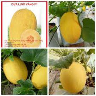 100 HẠT GIỐNG QUẢ DƯA LƯỚI VÀNG