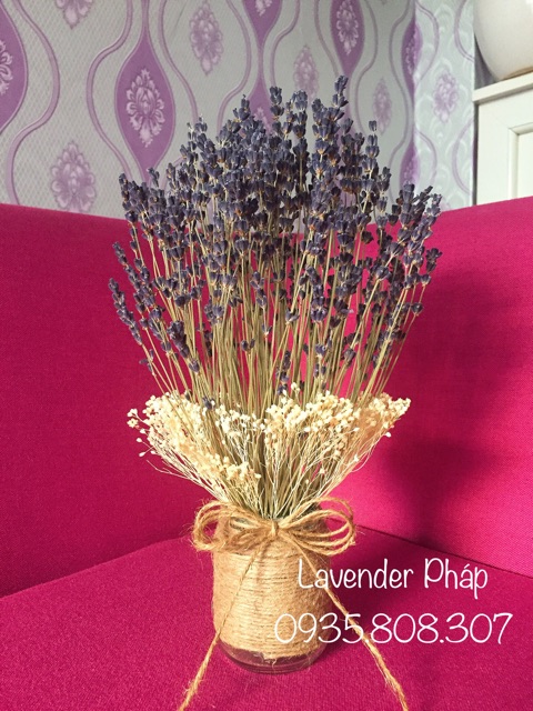 Hoa True Lavender Pháp