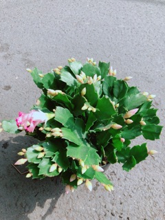 Chậu Tiểu Quỳnh (Càng Cua)