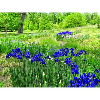 Hạt giống hoa Diên vĩ xanh - Gói 5 hạt