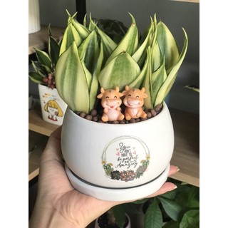 Dĩa lót chậu tráng men