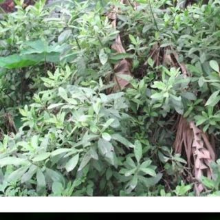 Gốc Cây cúc tần