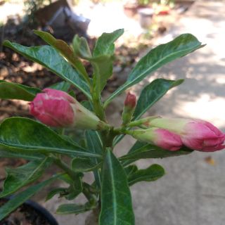 Sứ thái ghép 1 nhánh