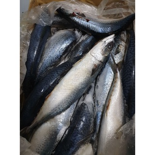 CÁ SAPA NHẬT / SA PA / NƯỚNG GIẤY BẠC