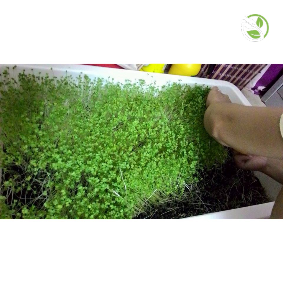 Hạt Giống Mầm Bông Cải Xanh Italia Phú Nông - Gói 20g - Italia Broccoli Sprouts