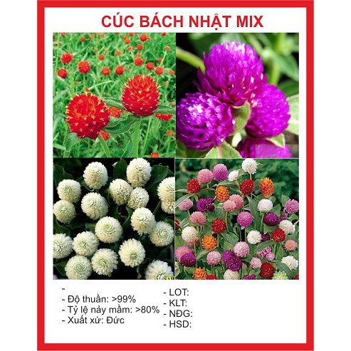 Gói 50 Hạt giống hoa cúc bách nhật mix ra hoa quanh năm