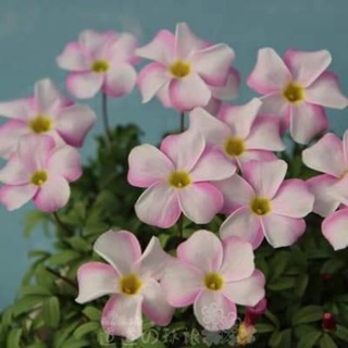 Củ hoa oxalis(combo 10 củ) HOA TẾT kèm phân bón