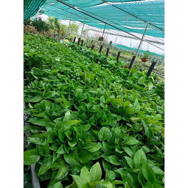 Cây vạn niên thanh xanh treo, nữ hoàng lọc không khí