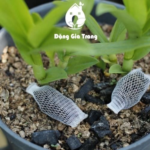 [Giá hủy diệt] 1 túi lưới phân dơi cung cấp dưởng chất cho cây phát triên từ nhỏ đến lớn chỉ 1 ngàn đồng sài 6 tháng