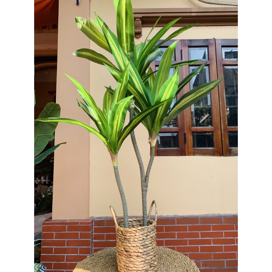 Cây phát tài 3 thân cao 1m3 Decor trang trí không gian sống siêu đẹp giá tốt nhất thị trường