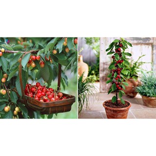 [GIÁ GỐC] Hạt giống Quả Cherry (Anh Đào) - 5 hạt
