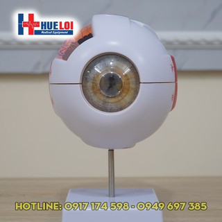 Mô hình giải phẫu mắt - mô hình mắt
