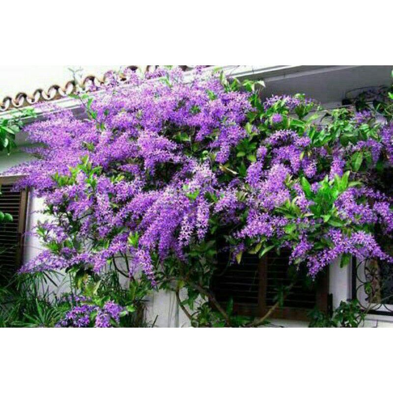 Cây giống Mai Thái xanh