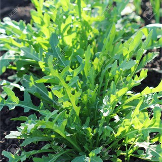 Hạt Giống Rau Thơm Wild Rocket 1gr