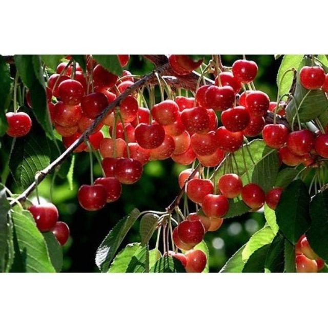 Hạt giống Quả Anh Đào (Cherry) 5 Hạt/ Gói