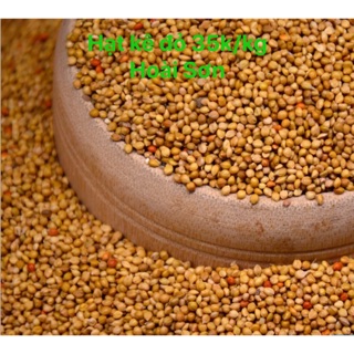 Hạt kê đỏ - thức ăn cho vẹt