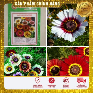 Hạt giống hoa Cúc Chi mix (100 hạt )